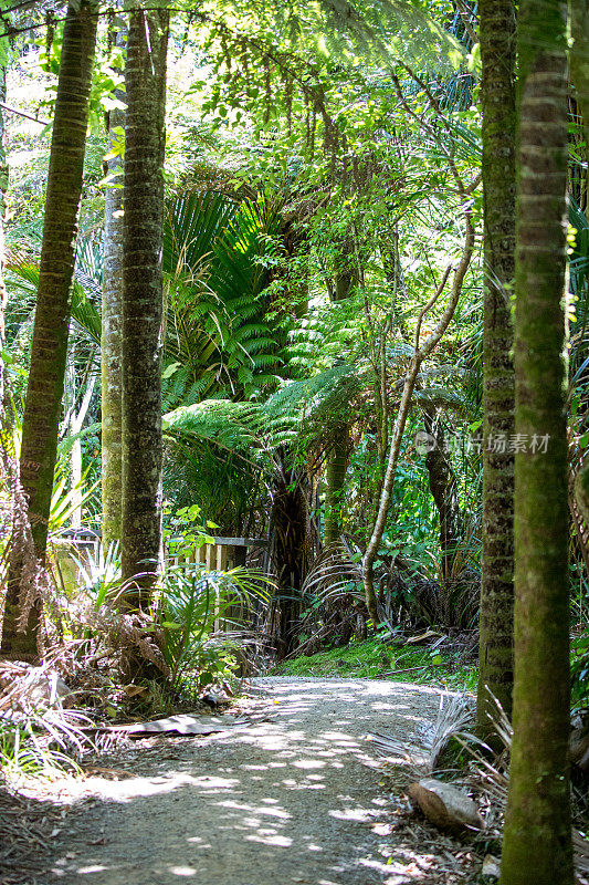 新西兰:Waitakere Ranges